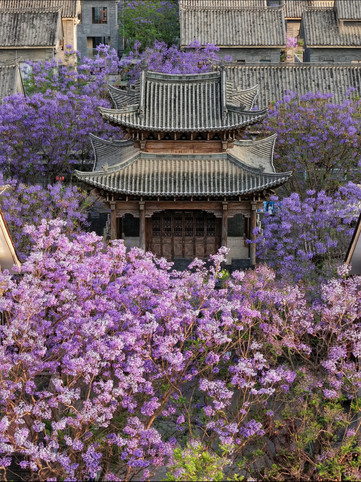 昆明藍花楹聖地！富民上河院暗藏絕美古風打卡點｜Trip.com 昆明