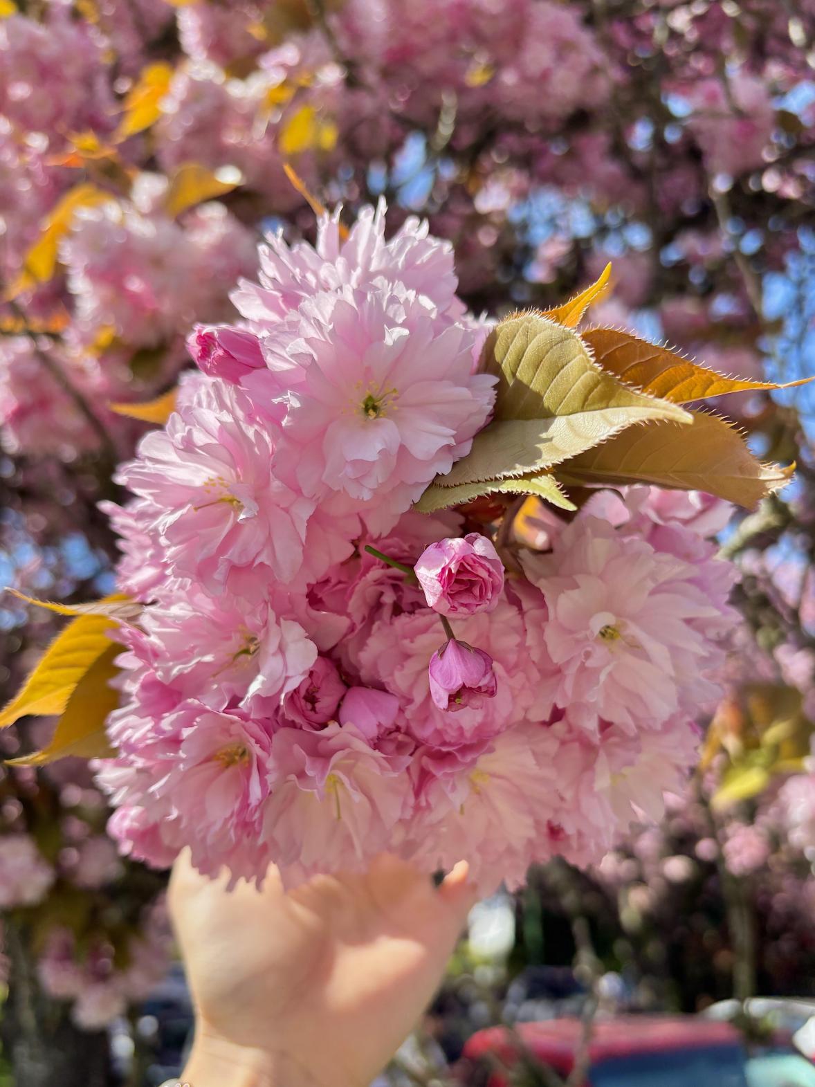 この人生で後悔しない大温の夜桜並木、最高です！ | Trip.com バンクーバー