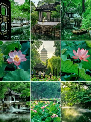 Enjoy the lotus flowers at the Humble Administrator’s Garden early in the morning to truly understand the summer in Jiangnan