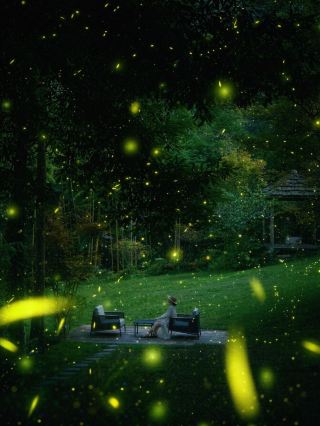 Caught the most magical firefly forest this summer in Qingcheng Mountain!