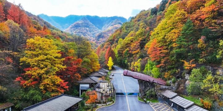 Autumn in Shennongjia | A vibrant masterpiece, step into Central China’s most stunning autumn hidden gem.