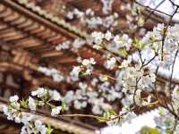 【京都市】桜咲き誇る春の名所🌱