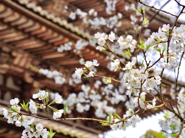 【京都市】桜咲き誇る春の名所🌱