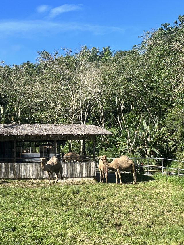 Animal Encounter at Cebu Safari