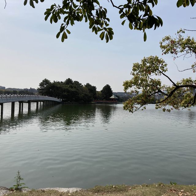 博多　大濠公園　桜が満開
