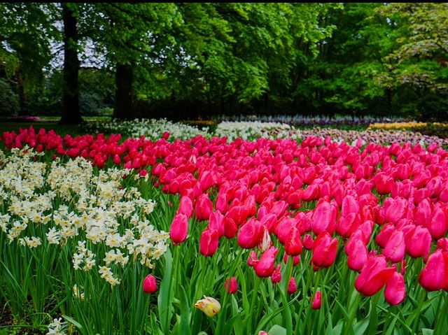 荷蘭🇳🇱全世界最大最美鬱金香花園🌷 荷蘭🇳🇱全世界最大最美鬱金香花園🌷