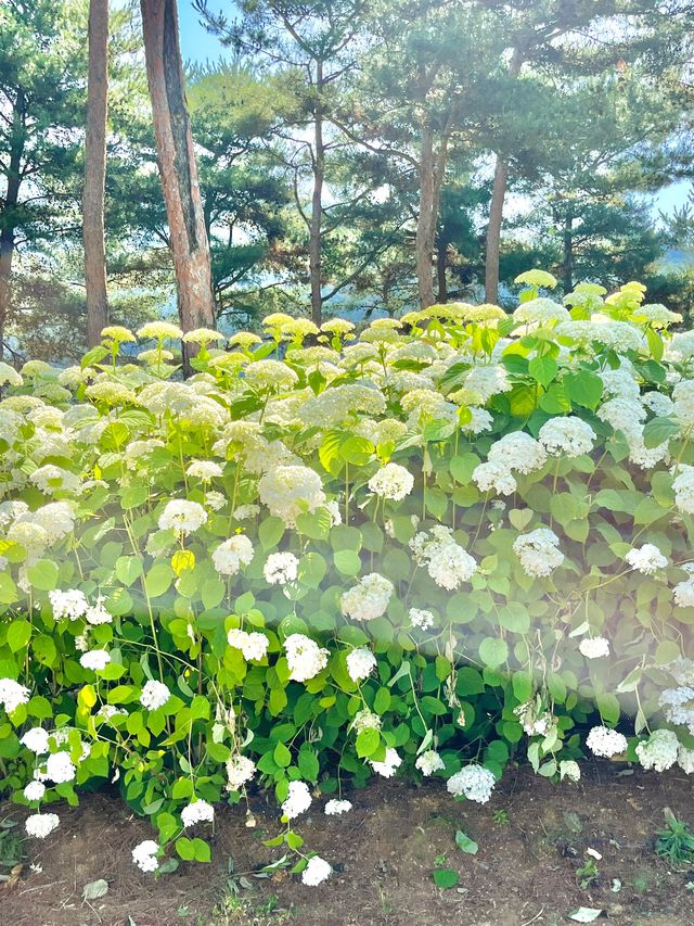 자라섬 남도꽃정원 꽃축제💛