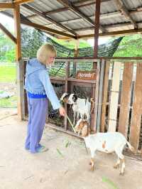 คาเฟ่ อุดร 🐑🌿