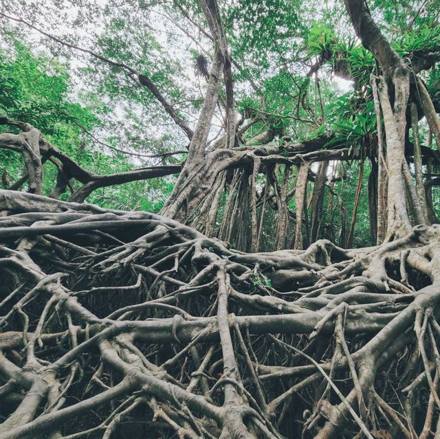 ไทรโบรา​ณเมืองพังงา