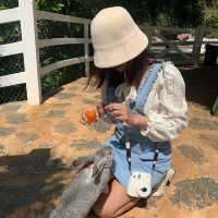 🌳 Bucolic Khaoyai 🌳