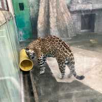 入場料 大人500円！大満足 天王寺動物園