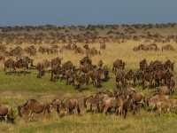 東非masai Mara 帳幕酒店動物大遷徙