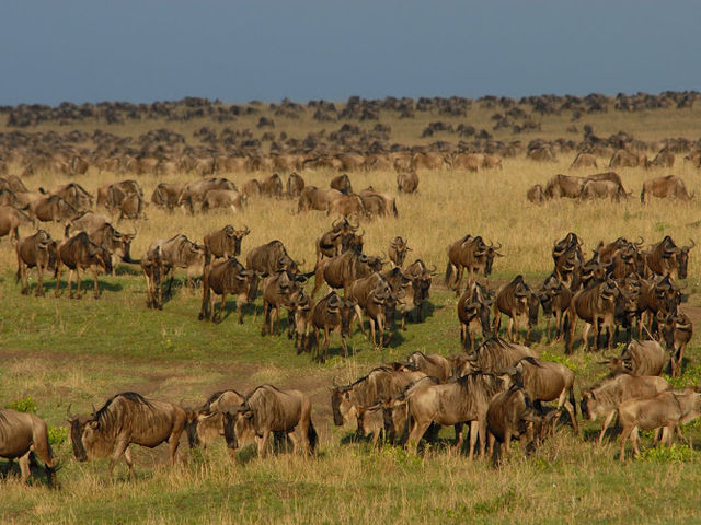 東非masai Mara 帳幕酒店動物大遷徙