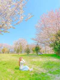 벚꽃 최애 스팟, 사천 선진리성🌸
