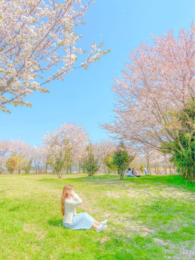 벚꽃 최애 스팟, 사천 선진리성🌸