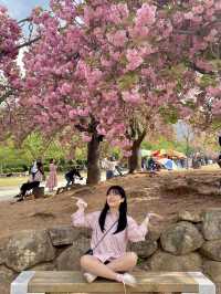 앞으로 2주 뒤 만날 수 있는 탐스런 겹벚꽃 세상🌸