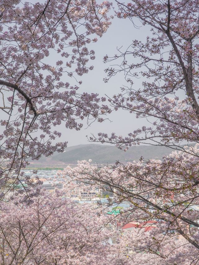 대구에서 제일 예뻤던 돌계단 🌸🪜 