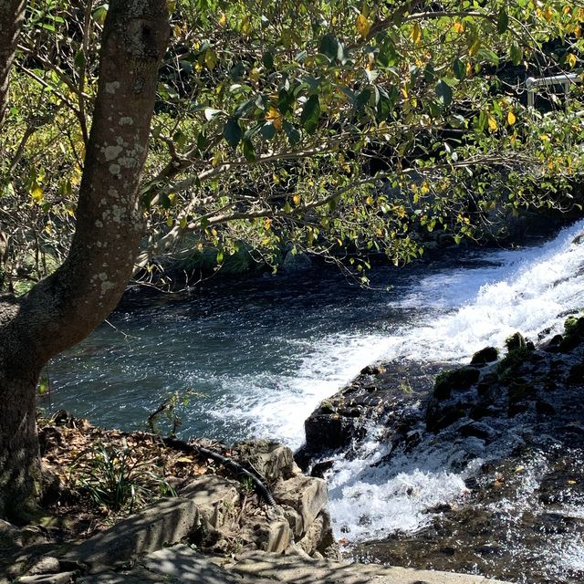 제주 3대 폭포로 유명하고 산책하기 좋은 곳🌴 [서귀포_천지연폭포]