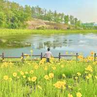 금계국이 황금빛 물결을 이루는 함안 악양생태공원