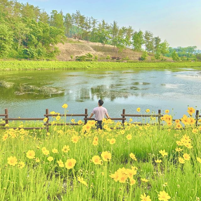 금계국이 황금빛 물결을 이루는 함안 악양생태공원