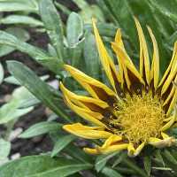 Let Sunflower lead a garden tour 