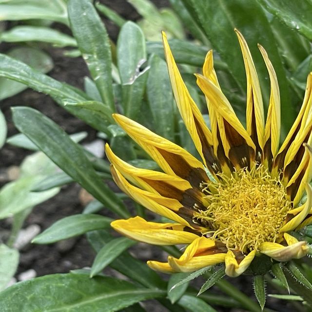 Let Sunflower lead a garden tour 