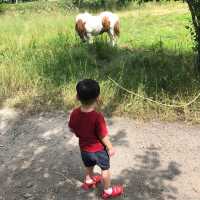 Kids Friendly Farm Chiyoda in Biei