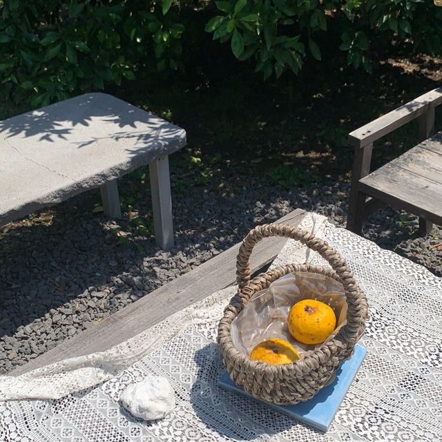 제주도 귤밭을 품은 그리스감성카페 덴드리💙