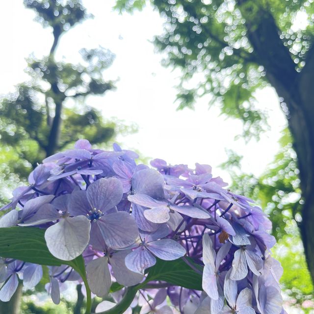 長谷寺