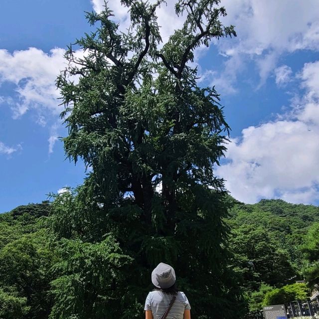 녹음이 우거진 숲길 물소리 들으며 원주 용문사에서 즐거운 오후