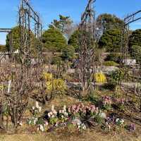 横浜【港の見える丘公園】イングリッシュ・ローズの庭