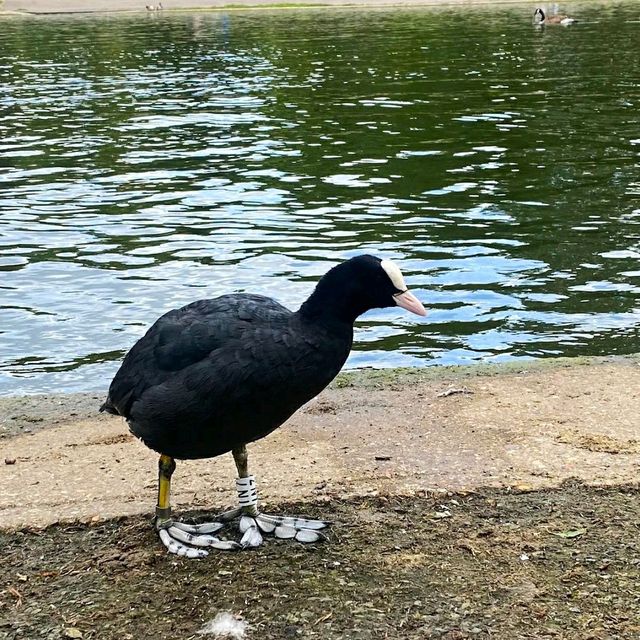 SCENIC BOATING LAKE IN LONDON!