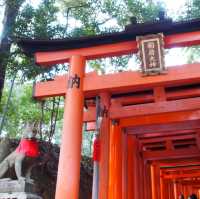 延綿不斷的紅色鳥居隧道⛩️