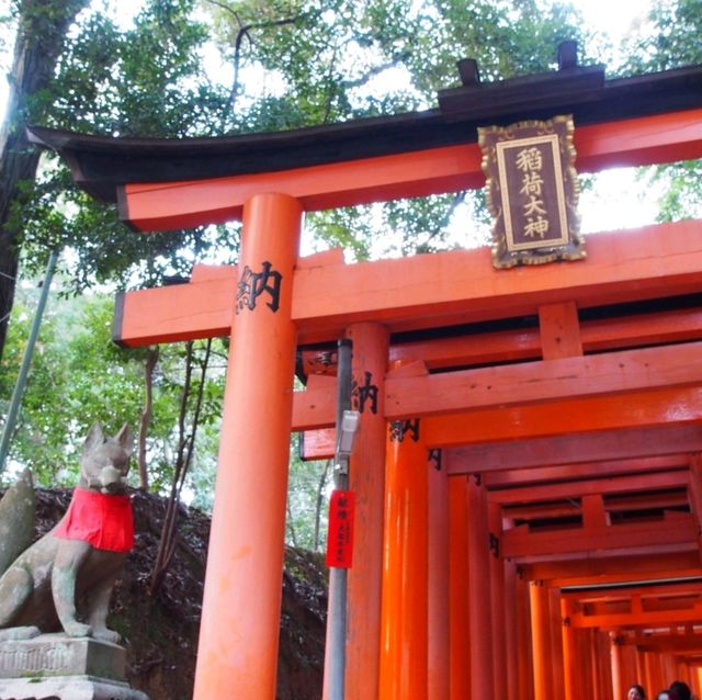 延綿不斷的紅色鳥居隧道⛩️