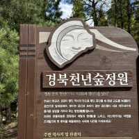 경북천년숲정원, 자연이 만들어 놓은 정원 탐방기