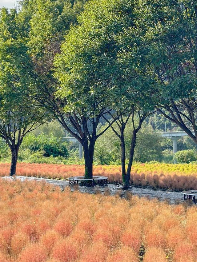 황화코스모스 물결 가득 찬 단양🌼💛