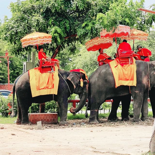 วังช้างอยุธยา แล เพนียด (ปางช้างอยุธยา แล เพนียด)