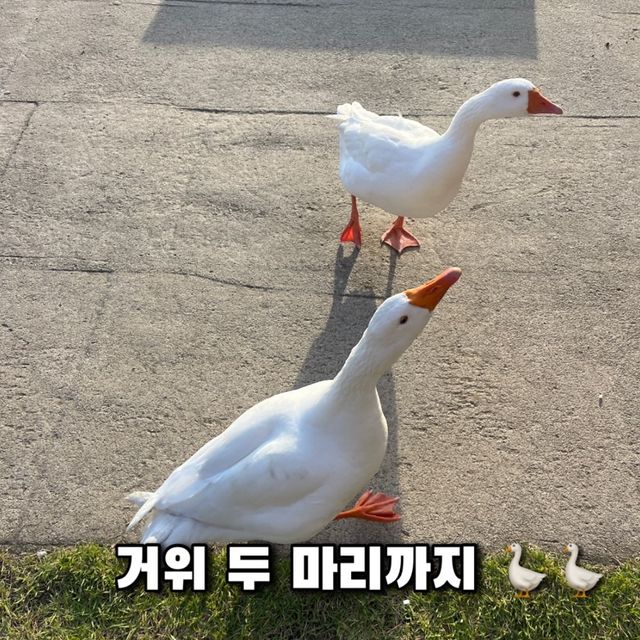 가평 대형카페, 자잠157베이커리 카페 ☕️