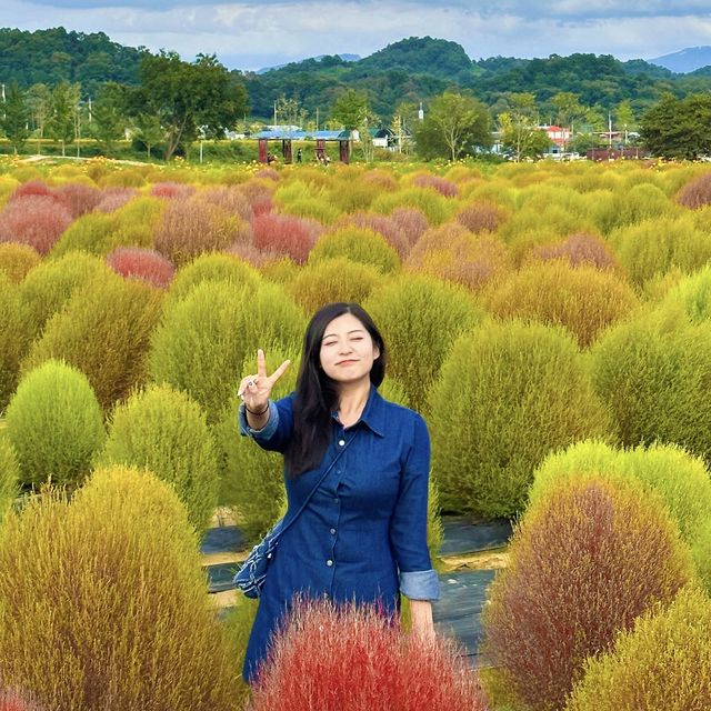 가을나들이명소 연천 댑싸리공원🌳🍁