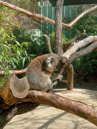 [墨爾本] 半開放式的動物園 近距離餵袋鼠和與無尾熊拍照-月光保護區野生動物園