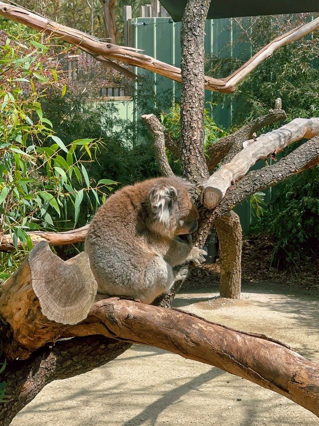 [墨爾本] 半開放式的動物園 近距離餵袋鼠和與無尾熊拍照-月光保護區野生動物園