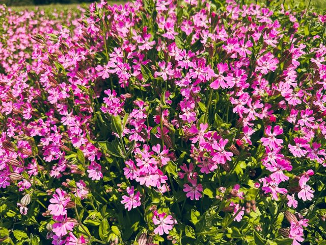 關東整片藍海~常陸海濱公園粉蝶花