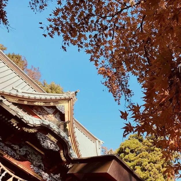 東京紅葉實況