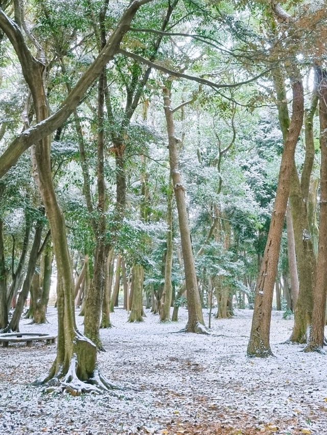 제주에서 봄&겨울 산책하기 좋은  곳"삼성혈"