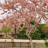 嘉義竹崎親水公園 天空走廊 行千吊橋（千禧橋）花棋木盛開美不勝收