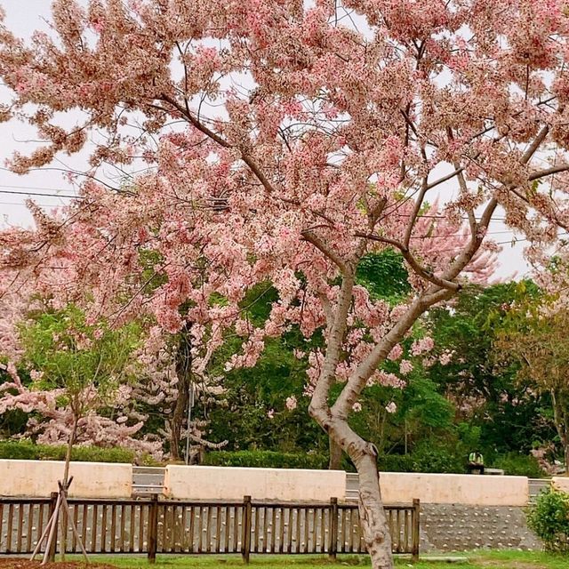 嘉義竹崎親水公園 天空走廊 行千吊橋（千禧橋）花棋木盛開美不勝收