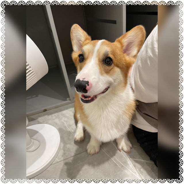 （台南/安平區）可愛的科基犬咖啡廳-corgi u tea柯基找茶