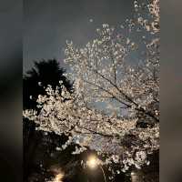 日櫻與夜櫻@上野公園