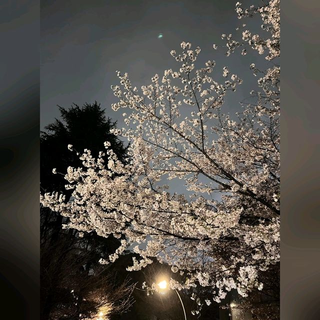 日櫻與夜櫻@上野公園