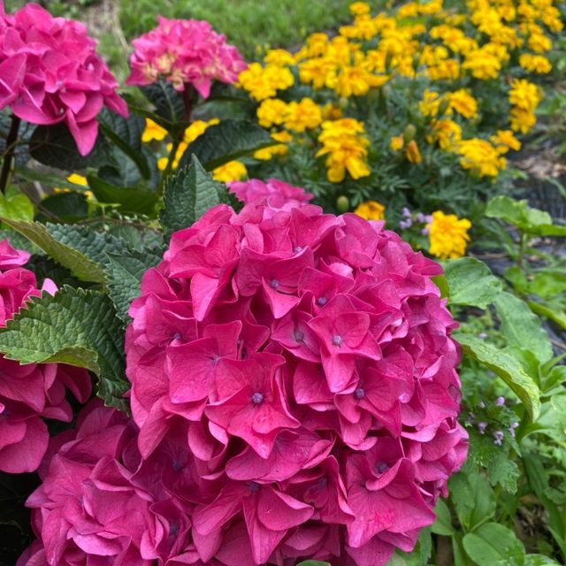蒲郡　形原あじさいの里で紫陽花と絶景の見晴らしを満喫